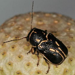 Pachybrachis limbatus Pachybrachis limbatus